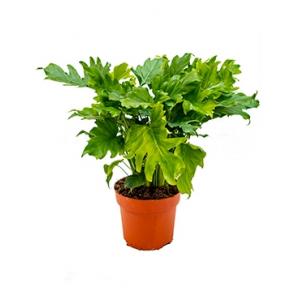 Dagaanbieding - Philodendron bipinnatifidum little hope kamerplant dagelijkse koopjes