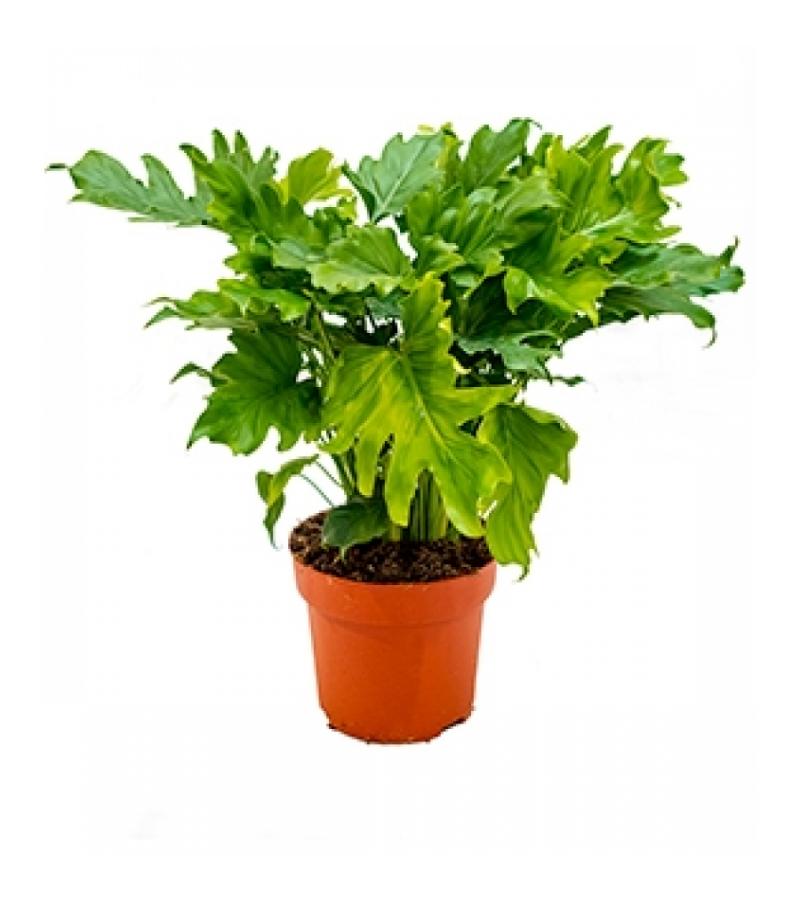 Philodendron bipinnatifidum little hope kamerplant