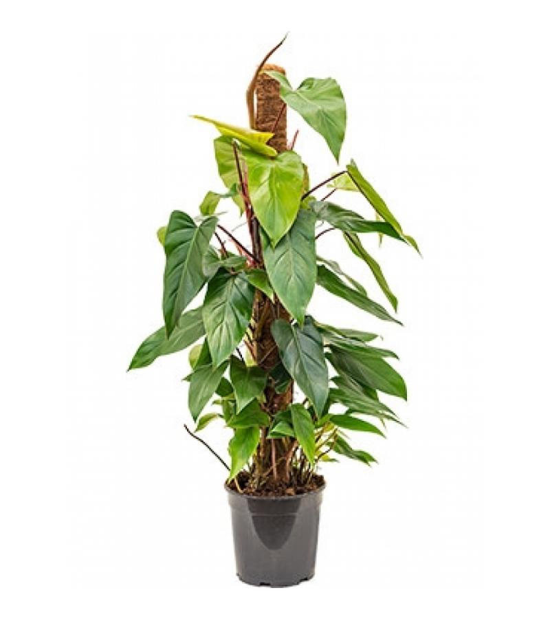 Philodendron emerald S kamerplant