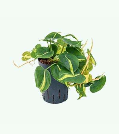 Philodendron grand brasil hydrocultuur hangplant
