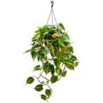 Philodendron grand brasil hangplant