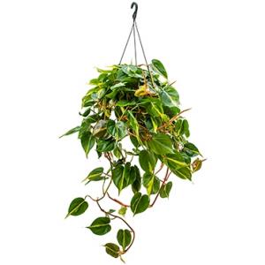 Philodendron grand brasil hangplant