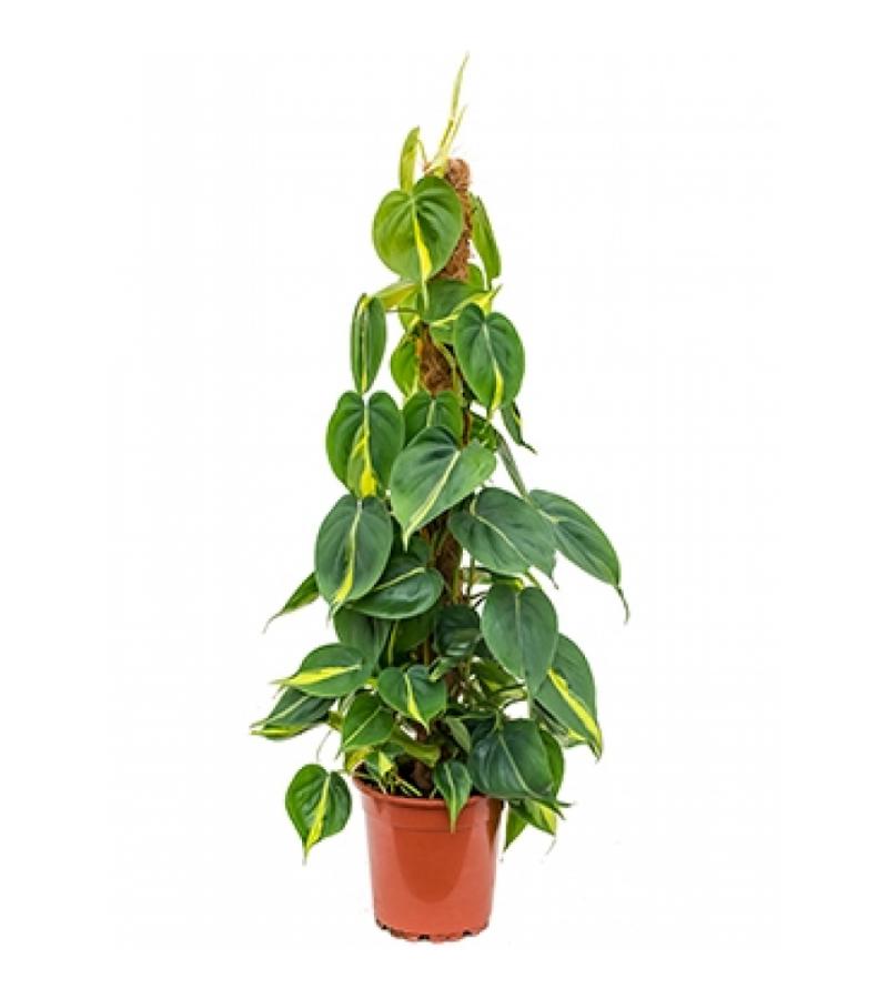Philodendron grand brasil mosstok kamerplant