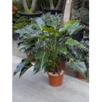 Philodendron green beauty kamerplant