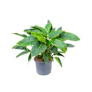Dagaanbieding - Philodendron green congo kamerplant dagelijkse aanbiedingen