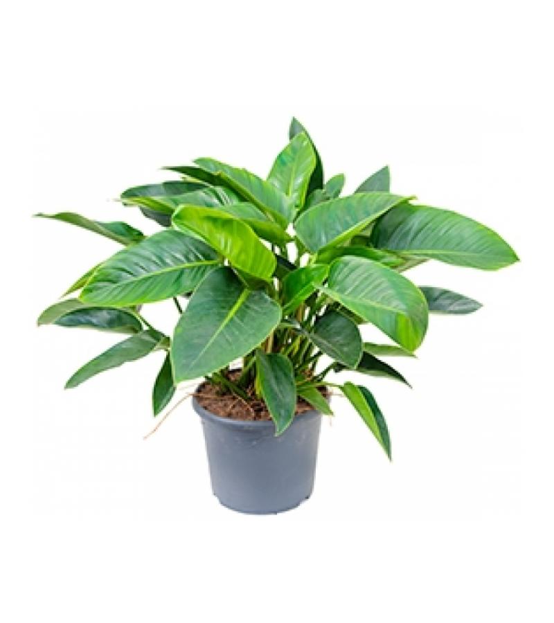 Philodendron green congo kamerplant