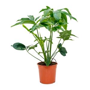 Dagaanbieding - Philodendron green wonder S kamerplant dagelijkse aanbiedingen