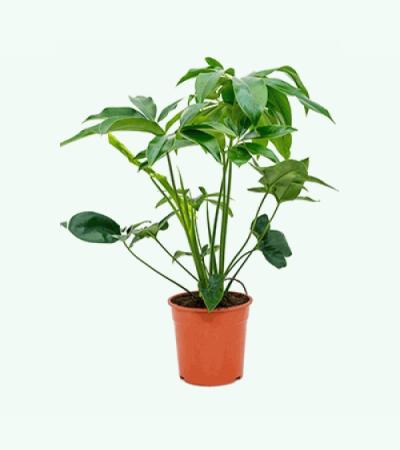 Philodendron green wonder S kamerplant