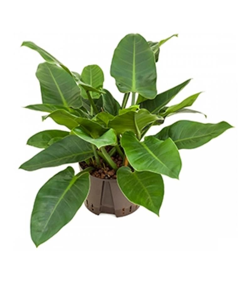 Philodendron imperial green L hydrocultuur plant