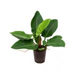 Philodendron imperial green S hydrocultuur plant