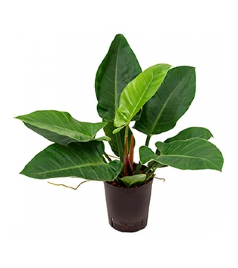 Philodendron imperial green S hydrocultuur plant