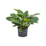 Philodendron imperial green M hydrocultuur plant
