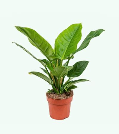 Philodendron imperial green S kamerplant