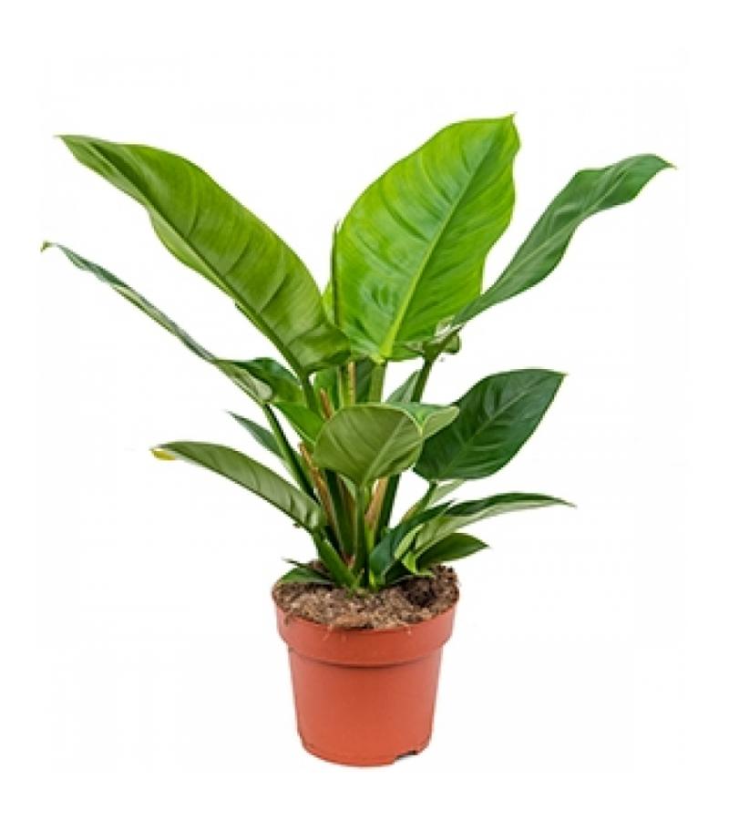 Philodendron imperial green S kamerplant