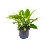 Philodendron imperial green M kamerplant