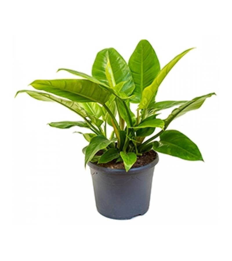 Philodendron imperial green M kamerplant