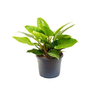 Philodendron imperial green L kamerplant