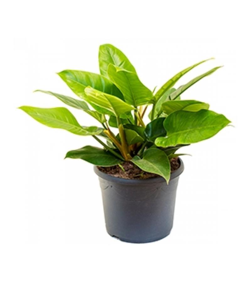 Philodendron imperial green L kamerplant