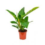 Philodendron imperial green XS kamerplant