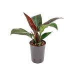 Philodendron imperial red S hydrocultuur plant