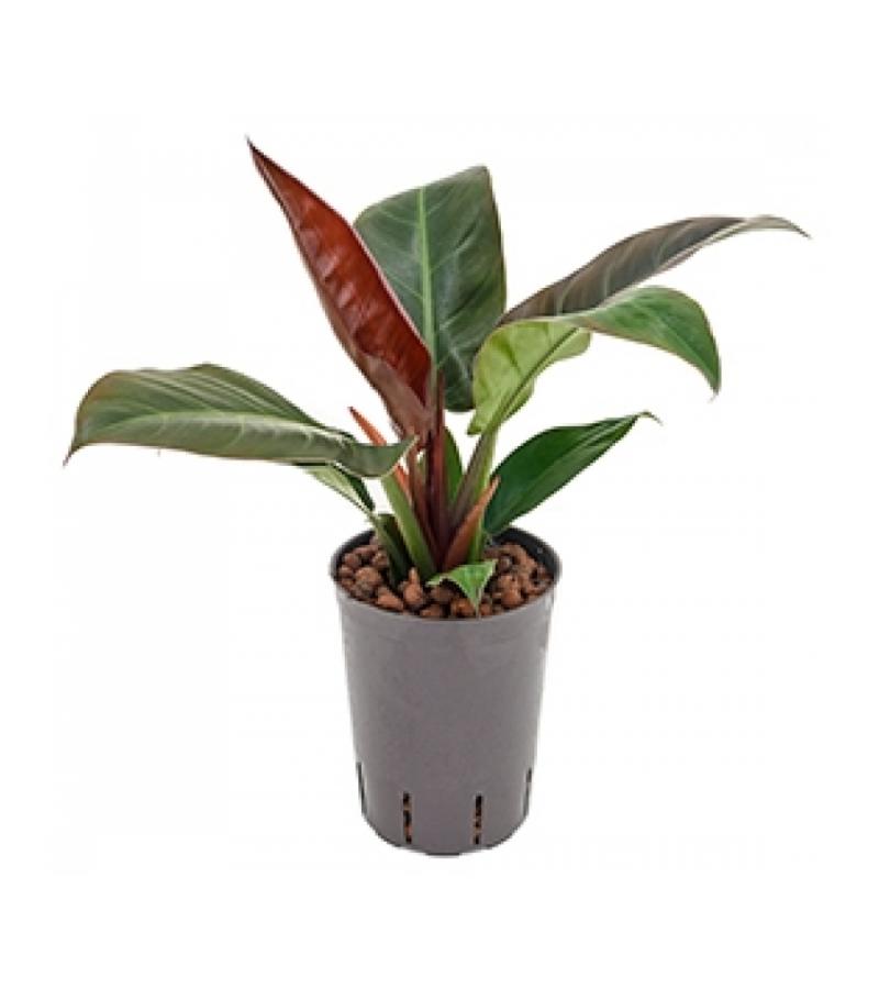 Philodendron imperial red S hydrocultuur plant