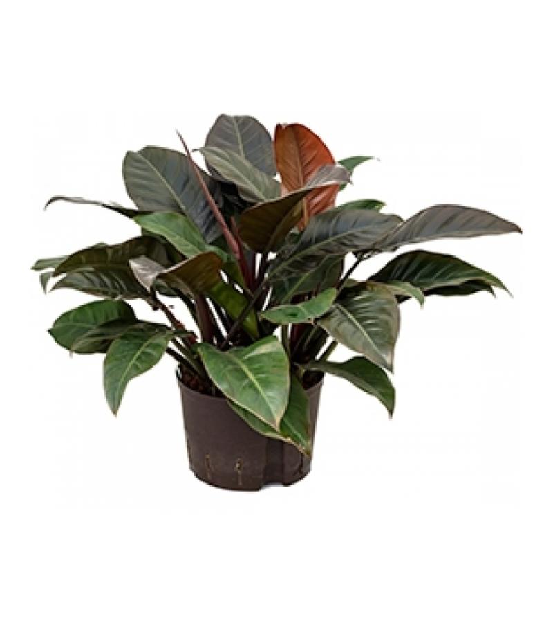 Philodendron imperial red XL hydrocultuur plant