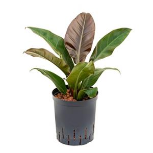 Philodendron imperial red M hydrocultuur plant