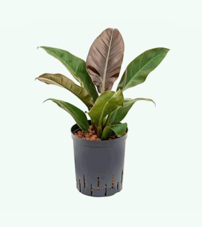Philodendron imperial red M hydrocultuur plant