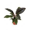Philodendron imperial red XS kamerplant