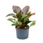 Philodendron imperial red L hydrocultuur plant