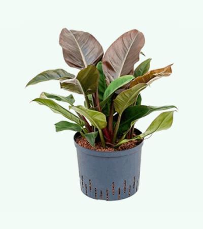 Philodendron imperial red L hydrocultuur plant