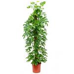 Philodendron minima M kamerplant