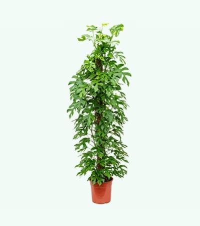 Philodendron minima M kamerplant