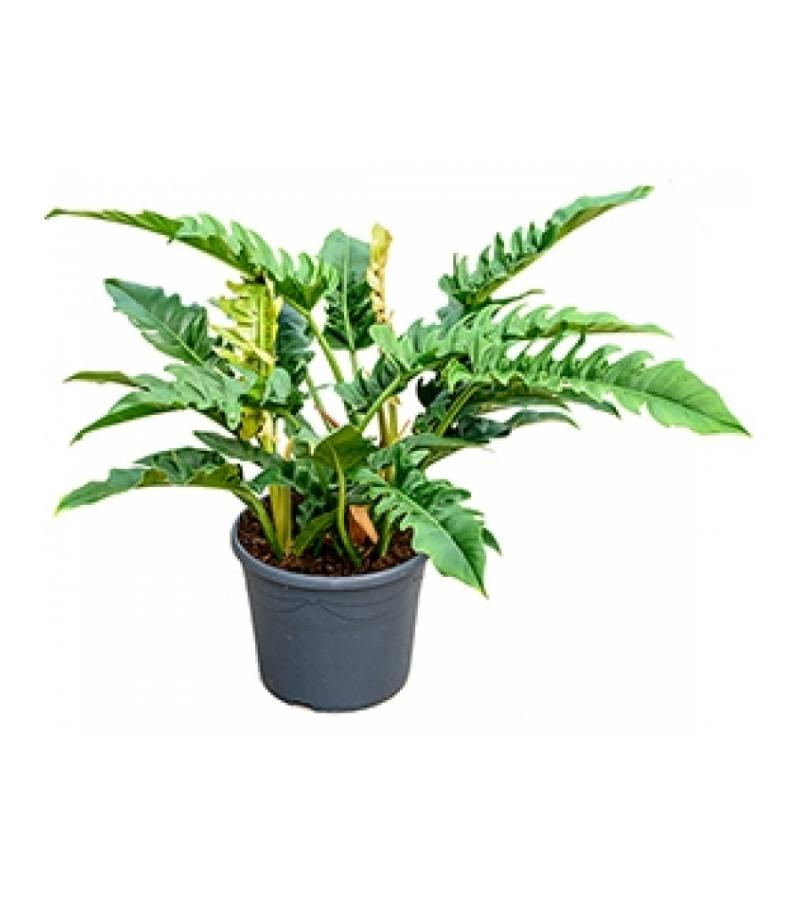 Philodendron narrow L kamerplant