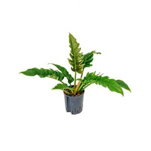 Dagaanbieding - Philodendron narrow hydrocultuur plant dagelijkse aanbiedingen