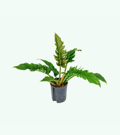 Philodendron narrow hydrocultuur plant