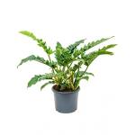 Philodendron narrow M kamerplant