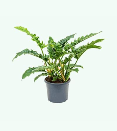 Philodendron narrow M kamerplant