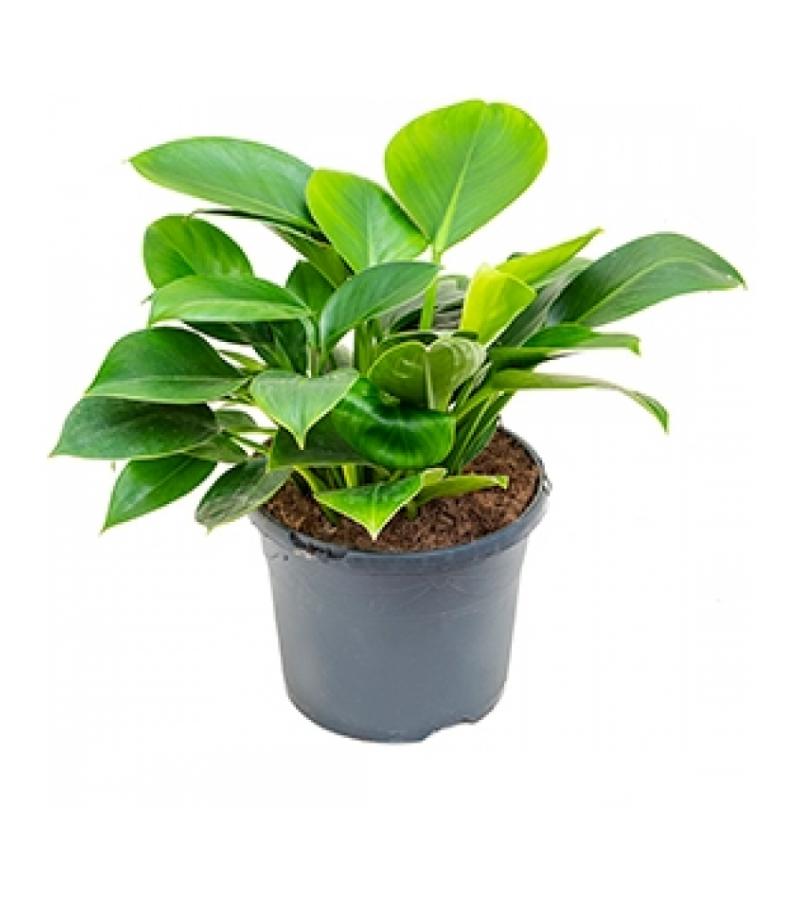 Philodendron onyx S kamerplant
