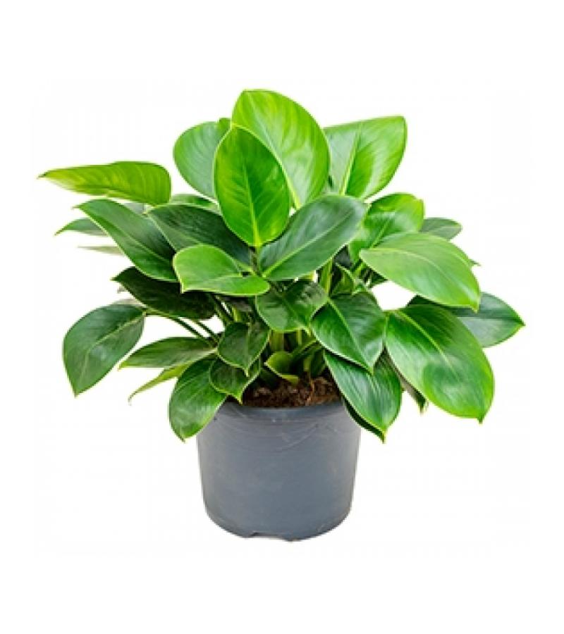 Philodendron onyx M kamerplant