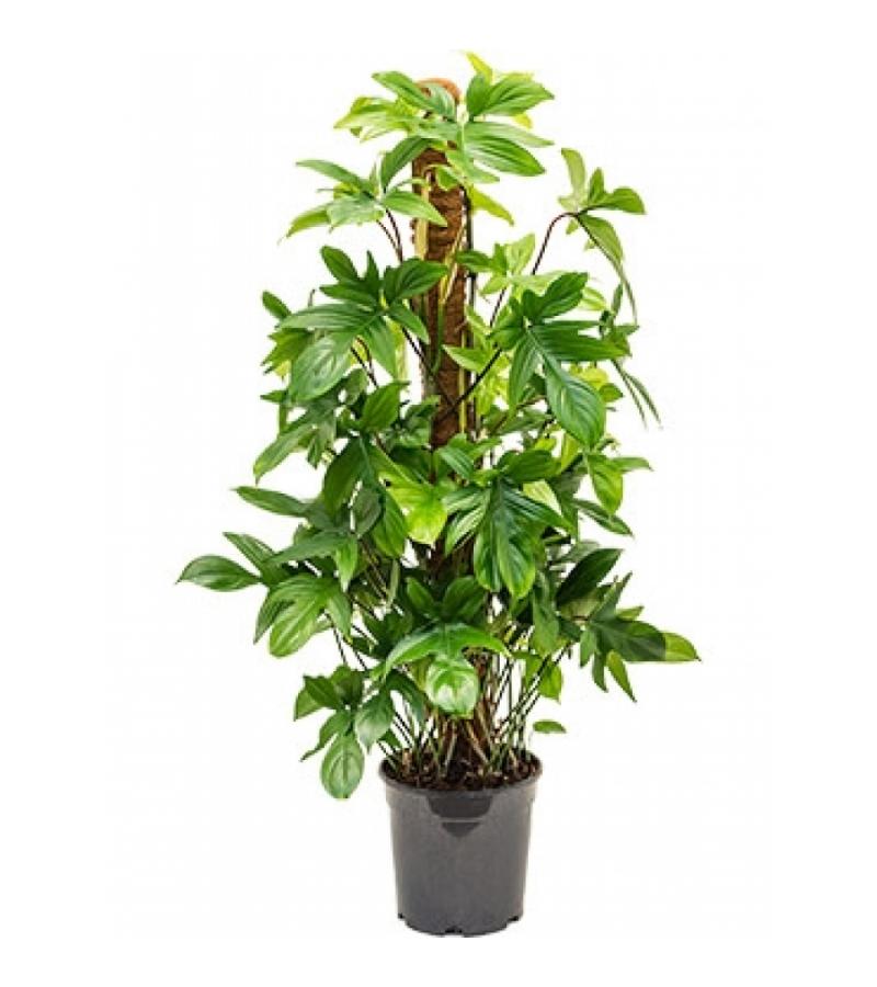 Philodendron pedatum S kamerplant