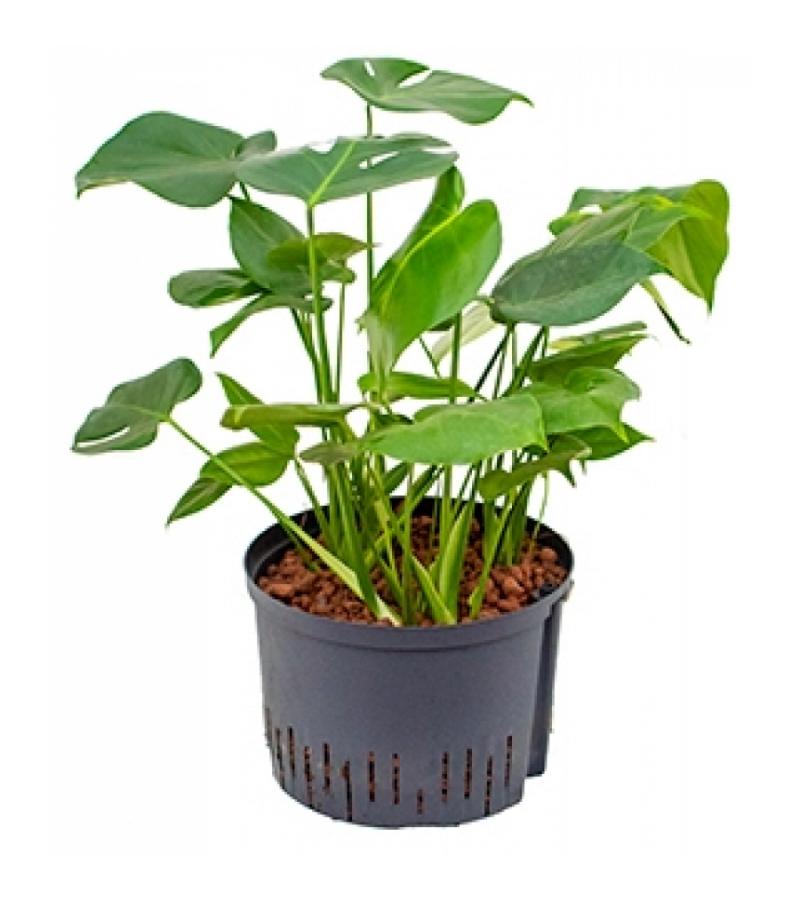 Monstera pertusem XXL gatenplant hydrocultuur plant