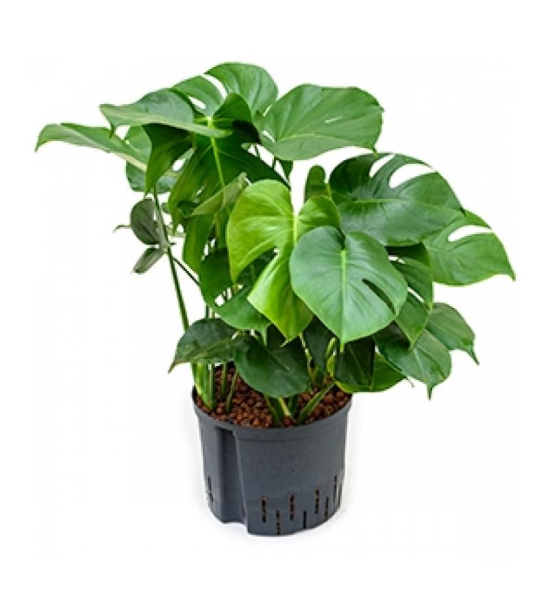 Monstera pertusem XL gatenplant hydrocultuur plant