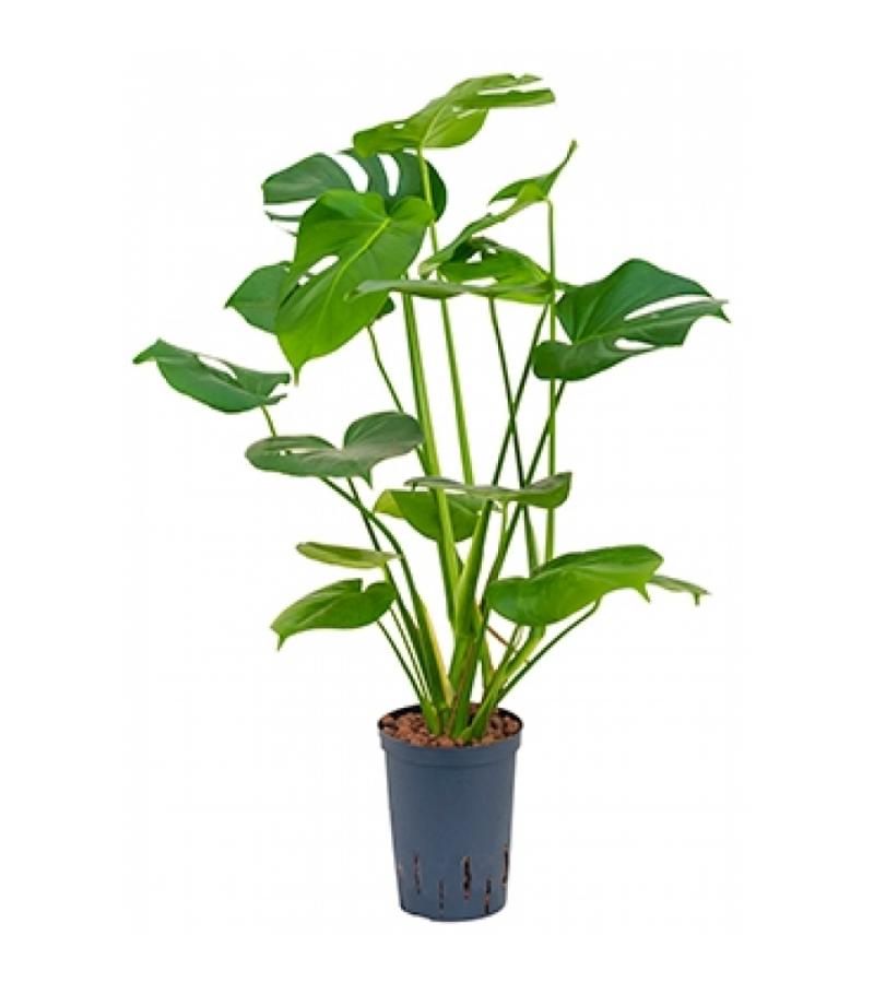 Monstera pertusem S gatenplant hydrocultuur plant