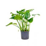 Monstera pertusem L gatenplant hydrocultuur plant