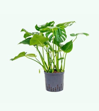 Monstera pertusem L gatenplant hydrocultuur plant