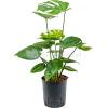 Monstera pertusem M gatenplant hydrocultuur plant