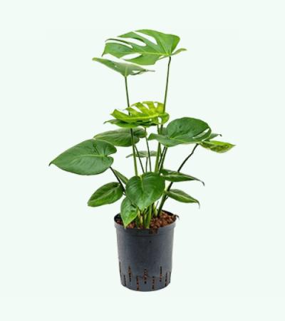 Monstera pertusem M gatenplant hydrocultuur plant