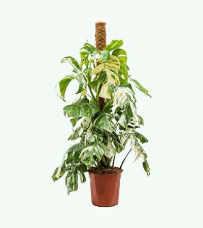 Monstera pertusem variegatum L gatenplant kamerplant