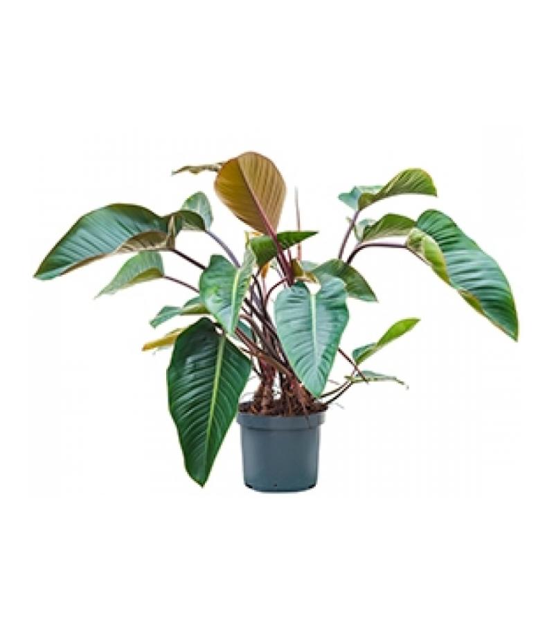 Philodendron red beauty kamerplant
